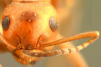 Media type: image;   Entomology 22720 Aspect: head frontal view